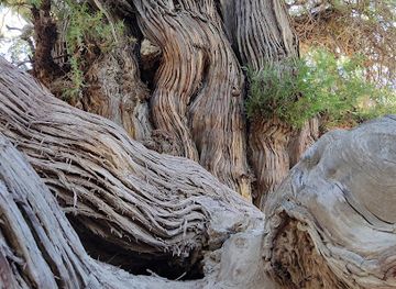 uzbekistan/jizzakh-region/landmark/drevneye-derevo-v-madzhrum-jizzakh-region-forish-district