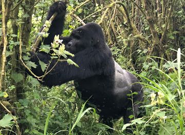 uganda/bwindi-impenetrable-national-park/landmark/impenetrable-forest