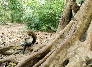 ghana/kakum-national-park/landmark/boabeng-fiema-monkey-sanctuary