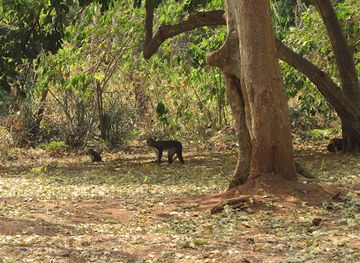 ghana/mole-national-park/landmark/boabeng-fiema-monkey-sanctuary