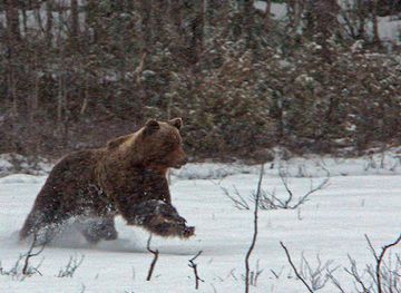 finland/ruka-kuusamo/landmark/karhu-kuusamo-bear-watching