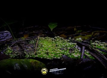 costa-rica/manuel-antonio/landmark/jungle-night-tour-manuel-antonio