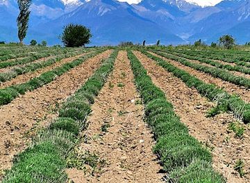 azerbaijan/gabala/landmark/essenso-lavanda-sahsi