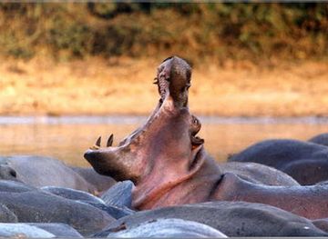 central-african-republic/carnot/landmark/manovo-gounda-saint-floris-national-park