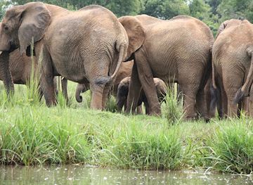 rwanda/akagera-national-park/landmark/rwanda-gorilla-trek