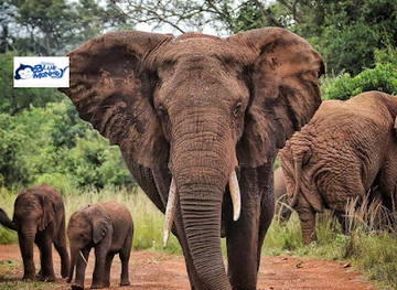 rwanda/akagera-national-park/landmark/blue-monkey-tours-rwanda-boat-tour-agency-tour-operator-lake-kivu-boat-wildlife-safari-gorilla-trekking-congo-nile-trail