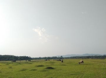 indonesia/riau/landmark/padang-kerbau-pulau-rendah