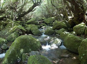 japan/yakushima/landmark/yakushima-nature-guide