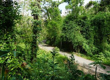 puerto-rico/caribbean-national-forest/landmark/bosque-estatal-de-rio-abajo