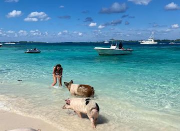 the-bahamas/new-providence/landmark/swimming-pigs