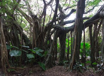 japan/yakushima/landmark/shitoko-gajumaru-banyan-park