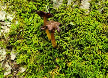 ohio/mohican-state-park/landmark/mohican-state-park-backpack-campsite-10