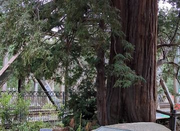 california/silicon-valley/landmark/el-palo-alto-tree-namesake-tree-of-city-of-palo-alto
