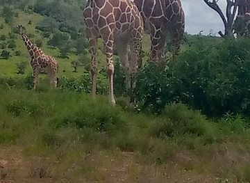 kenya/shaba-national-reserve/landmark/samburu-intrepids