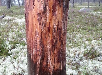 sweden/dalarna/landmark/elandesgraven