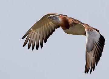 portugal/alentejo-coast/landmark/birdwatching-alentejo-portugal