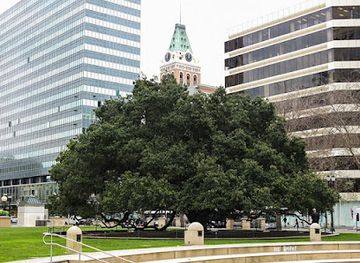 california/san-lorenzo/landmark/the-jack-london-oak