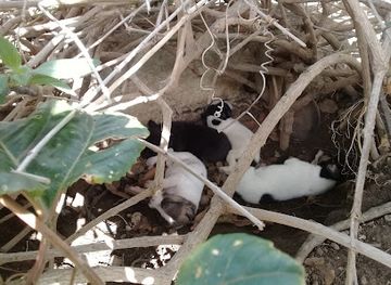 curacao/groot-kwartier/landmark/el-rincon-cubano