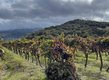 spain/ronda/landmark/bodega-f-schatz
