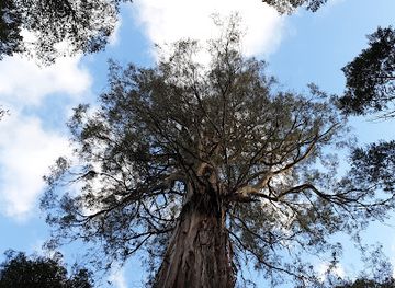 australia/yarra-valley/landmark/ada-tree