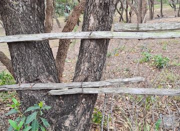 south-africa/bushveld/landmark/jock-of-the-bushveld-s-gravesite