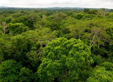brazil/amazon-rainforest/landmark/parque-nacional-da-amazonia