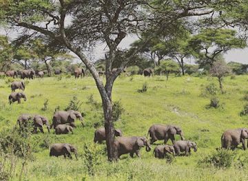 tanzania/mikumi-national-park/landmark/genesis-snake-park-and-motel