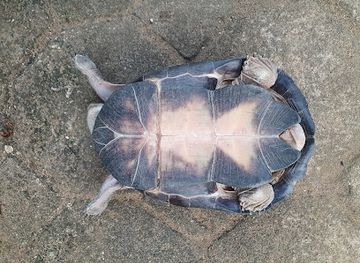 nigeria/uyo/landmark/biodiversity-preservation-center