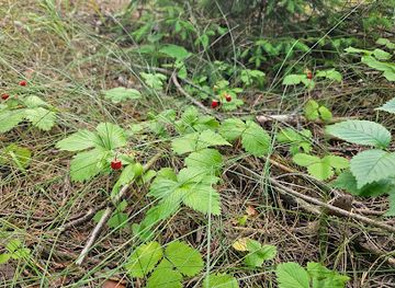 lithuania/vilnius-region/landmark/vilnius-miesto-zenklas