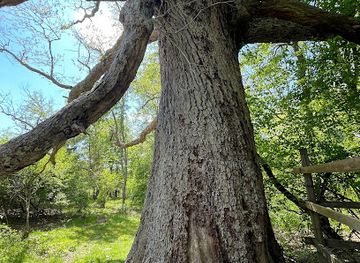 virginia/southern-virginia/landmark/keffer-oak