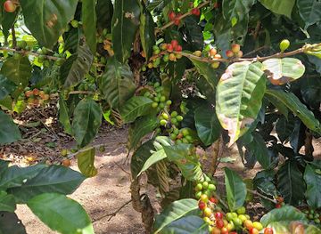 costa-rica/monteverde/landmark/monteverde-coffee-tour
