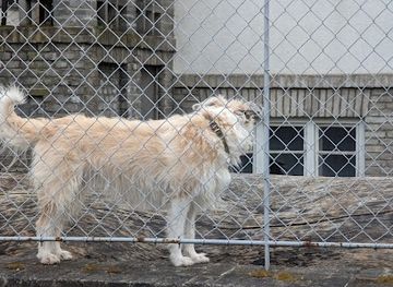 czechia/prague/hradcany/landmark/the-famous-log