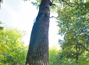 ukraine/kyiv/holosiivskyi-district/landmark/vikovyy-dub