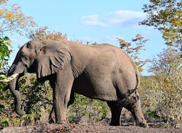 zambia/victoria-falls-area/landmark/wild-horizons-elephant-sanctuary