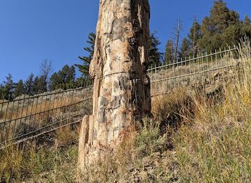 wyoming/black-hills/landmark/petrified-tree