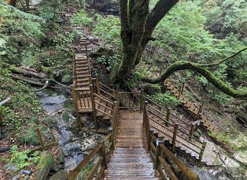 japan/yakushima/landmark/jomon-sugi