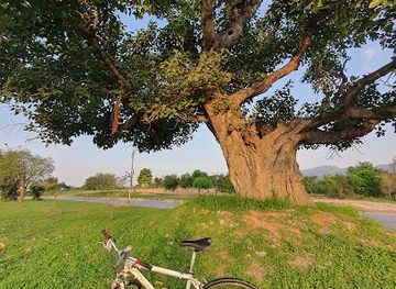 pakistan/northern-areas/landmark/maria-tree