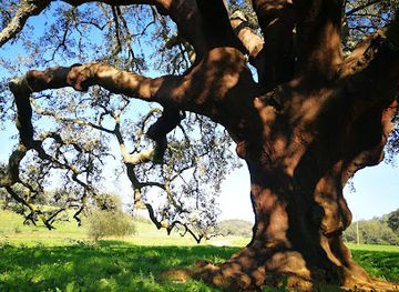 portugal/costa-vicentina/landmark/hikeinalentejo