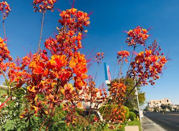washington/bellevue/landmark/mercato-stellina-pizzeria
