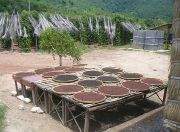 cambodia/kampot-province/landmark/sothy-s-pepper-farm