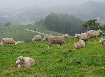 south-korea/gangwon-province/landmark/daegwallyeong-sheep-farm