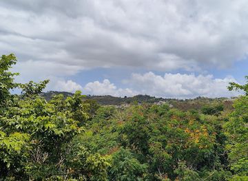 puerto-rico/caribbean-national-forest/landmark/pterocarpus-forest