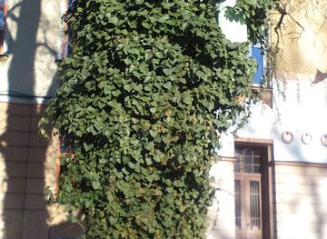 poland/bielsko-biala/landmark/monument-in-tree