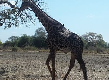 zambia/south-luangwa-national-park/landmark/lion-camp-south-luangwa-national-park