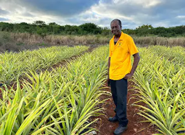 Eleuthera Pineapple Farm Tours