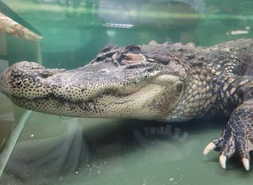 louisiana/northshore/landmark/insta-gator-ranch-hatchery