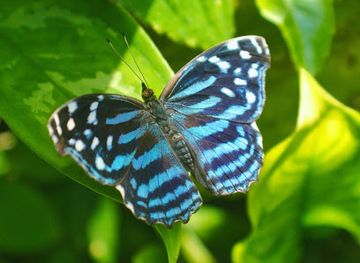 belize/caracol/landmark/green-hills-butterfly-ranch