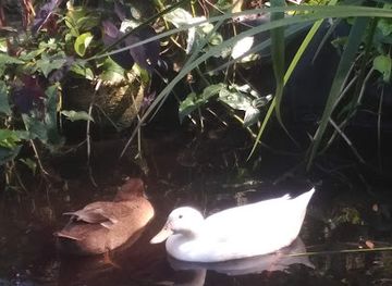 florida/central-florida/landmark/browne-king-house