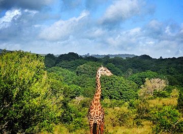 kenya/shaba-national-reserve/landmark/shimba-hills-national-reserve