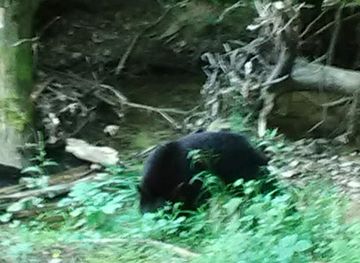 west-virginia/watoga-state-park/landmark/watoga-state-park-pool